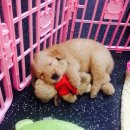 올펫 동물병원 이미지