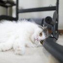 그루밍차차 이미지