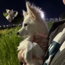 경주시 동물사랑보호센터 동물병원 | 울산 유기 동물보호 센터 입양 후기(포인핸드) 믹스견 사월이🐶