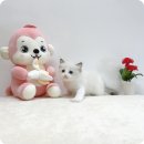 내 심장이 콩닥콩닥! 요미독앤캣 노원고양이분양 후기 🥰