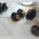 천일농장 이미지