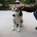 리틀덕수 이미지