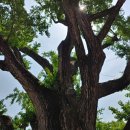 은행나무 펜션 이미지