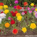 고강빈대떡 이미지