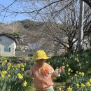 거북이마을 수선화🌼💛 이미지