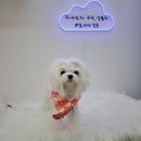 토비네 살롱 이미지