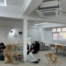 뭉스벨리 | 고덕 뭉스벨리 골든리트리버가 5마리나 있는 애견카페 강동애견카페추천 내돈내산 주차