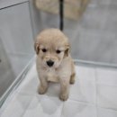 청주강아지분양 애견입양 애견미용 바른펫 이미지