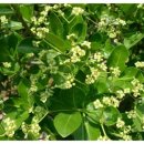 푸른나무 이미지