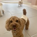 퍼피파파 이미지