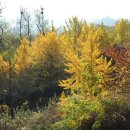 남산- 야생화정원의 노란은행나무 군락과 정상아래 붉고 황홀한단풍을 보며 이미지