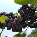 아로니아 이미지