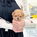 홀리퍼피