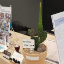 연산화분 이미지
