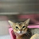 만덕24시동물병원 이미지