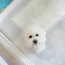 새침하개멍 이미지