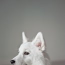 청춘애견 계룡점 이미지