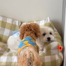 휴멍애견유치원 이미지