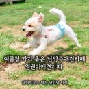 영월-77 | 남양주애견카페 영월이애견카페 천연잔디 강아지운동장 강아지동반 공연