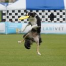 윤선생 애견훈련소 이미지