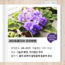 세인트폴리아 이미지