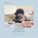 오션주차&세차타운 | 부안 오션뷰 애견동반펜션 모항레저타운 방문기｜평택호휴게소 펫파크 들렀다 가는 여행