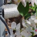 수정벌마야 이미지