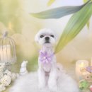 유로애견샵 이미지