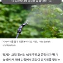 올바른 딸기 세척 방법 이미지