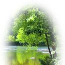 숲속의 계곡 이미지