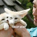 사막여우 이미지