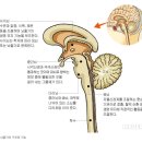 뇌줄기의 구조와 기능 이미지