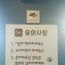 모모몽 애견까페 이미지