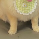 꼰띠고애견펜션 | [충남 태안]안면도 애견펜션:꼰띠고애견펜션 독채C(원룸) 내돈내산 후기