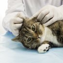 해봄동물병원 이미지