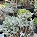 환성농장 이미지