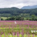 "상림공원"을 다녀와서1 이미지