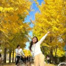 은행나무경로당 | 애견동반 은행나무, 단풍명소 _ 여주 강천섬