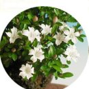 백정화(百丁花,Serissa japonica)키우기 이미지