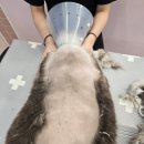 고양이무마취미용 냥지곤지 | 부산고양이미용 냥지곤지 / 렉돌 고양이미용 / 동래고양이미용