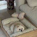 뭉치펫 | 코코제니탄탄 강아지침대 원목 후기 뭉치가 2년째 쓰는 인생 펫쇼파