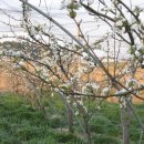 배골농장 이미지