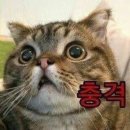얌샘 이미지