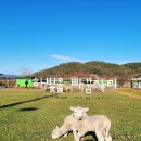 하빛율빠꿈사리 이미지