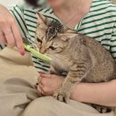 오 마이 캣 | 인천 고양이 카페 부타캣 가격 내돈내산 개냥이 후기