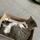 개냥이 Daum카페