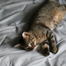 시흥24시센트럴동물의료센터 | 고양이 갑자기 체중이 줄어요 – 갑상선 질환 의심 신호 - 시흥24시센트럴동물의료센터