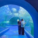 아쿠아플라넷 여수 | 설연휴 여수 가볼만한곳 추천, 아이와 함께라면 꼭 들러야 할 여수아쿠아플라넷 완벽 후기!