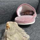 동키황토방 | 이썸머의 썸머방학 일탄