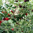 해안농장 이미지